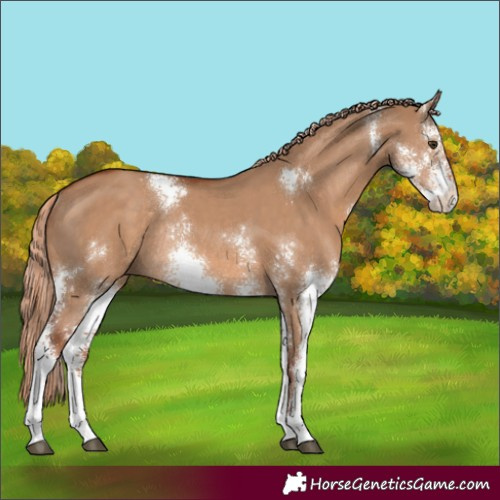 Horse Color:Red Dun Sabino Rabicano 