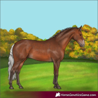 Horse Color:Silver Brown Sabino Rabicano 