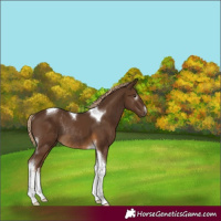 Horse Color:Gray White Spotted Chocolate Palomino Tobiano Rabicano 