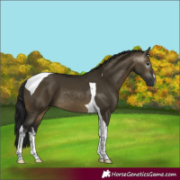 Horse Color:Gray White Spotted Buckskin Dun Tobiano 