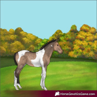 Horse Color:Brown Dun Tobiano Rabicano 