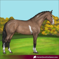 Horse Color:Liver Red Dun Sabino Tobiano Rabicano