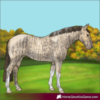 Horse Color:Smoky Grullo Tobiano Rabicano  and Amber Cream Champagne Roan Dun Tobiano Rabicano 