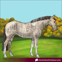 Horse Color:Smoky Grullo Tobiano Rabicano  and Amber Cream Champagne Roan Dun Tobiano Rabicano 