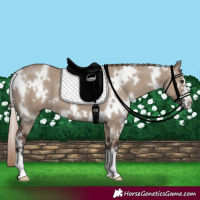 Horse Color:White Spotted Liver Red Dun 
