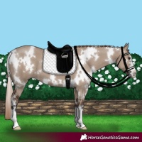 Horse Color:White Spotted Liver Red Dun