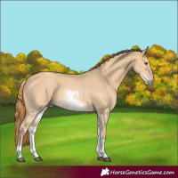 Horse Color:White Spotted Red Dun Sabino 