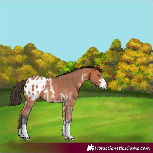 Horse Color:Bay Sabino Blanket Rabicano 