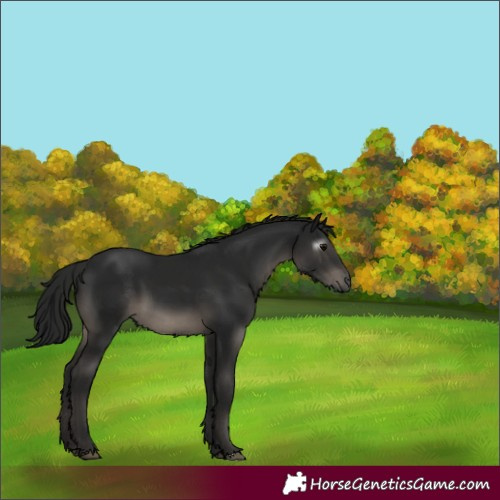 Horse Color:Gray Black 