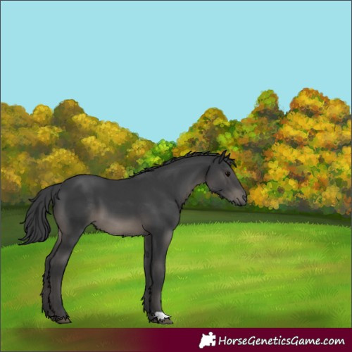 Horse Color:Black 