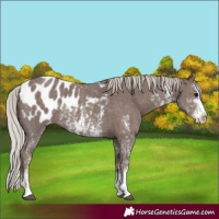 Horse Color:Silver Black Sabino Blanket Rabicano