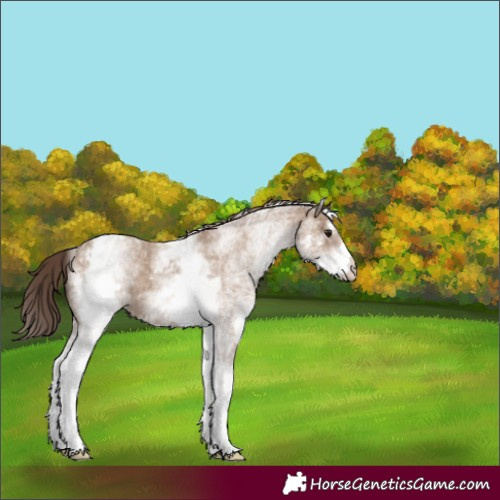 Horse Color:White Spotted Classic Champagne Varnish Rabicano 