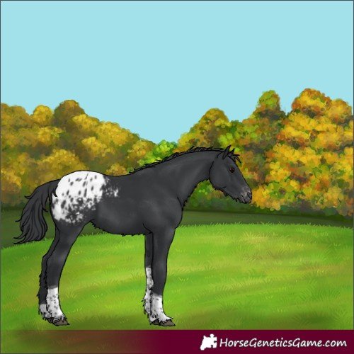 Horse Color:Black Tobiano Appaloosa Rabicano 