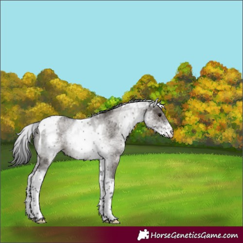 Horse Color:White Spotted Grullo Tobiano Varnish Rabicano 