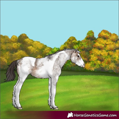 Horse Color:White Spotted Brown Dun Tobiano Varnish Rabicano 