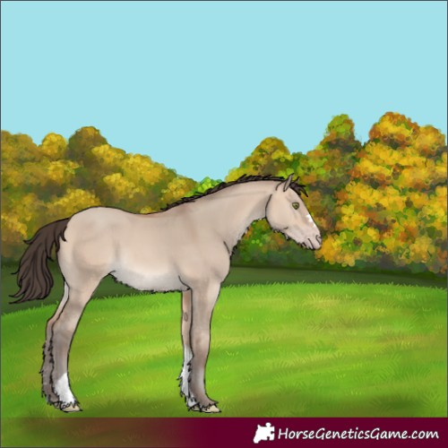 Horse Color:Amber Champagne Dun Tobiano Rabicano 
