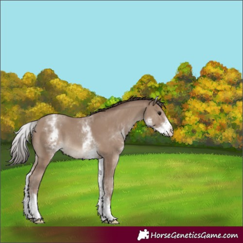 Horse Color:White Spotted Classic Champagne Rabicano 
