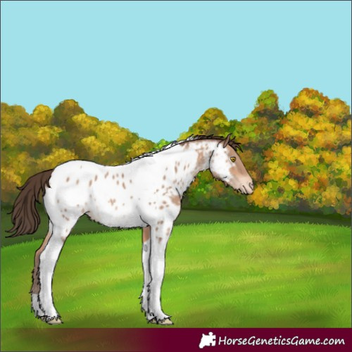 Horse Color:Amber Champagne Tobiano Appaloosa Rabicano 