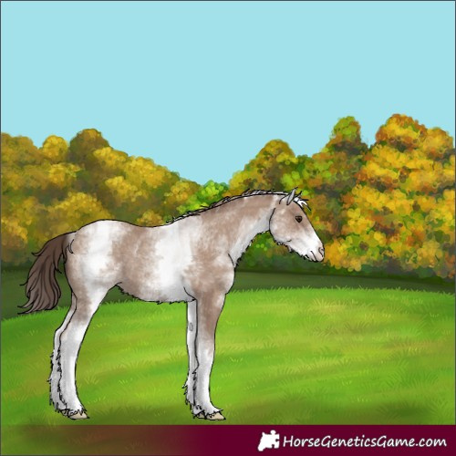 Horse Color:White Spotted Classic Champagne Varnish Rabicano 