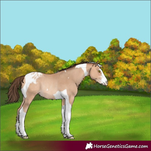 Horse Color:Amber Champagne Tobiano Varnish Rabicano 