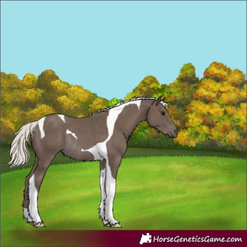 Horse Color:Silver Black Tobiano Rabicano 