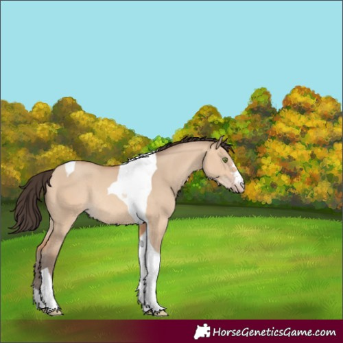 Horse Color:Amber Champagne Dun Tobiano Rabicano 