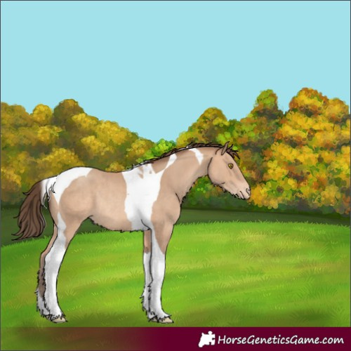 Horse Color:Amber Champagne Tobiano Varnish Rabicano 