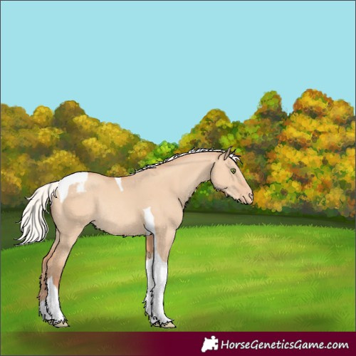 Horse Color:Silver Amber Champagne Dun Tobiano Varnish Rabicano 