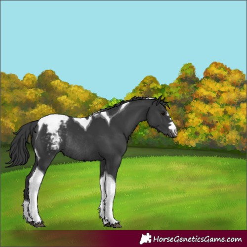 Horse Color:Black Tobiano Snowcap Rabicano 