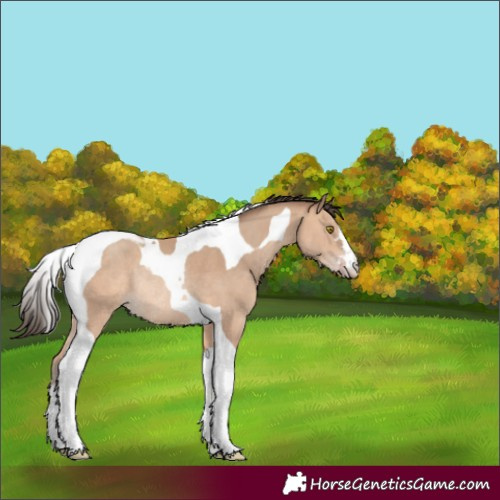 Horse Color:Amber Champagne Tobiano Rabicano 