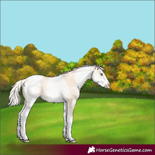 Horse Color:White Spotted Silver Classic Champagne Dun Appaloosa Rabicano 