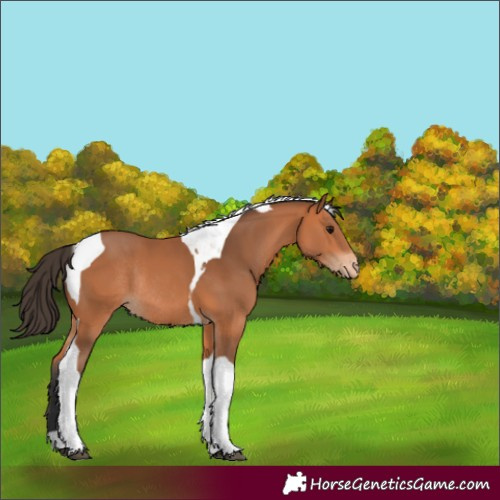 Horse Color:Bay Tobiano Varnish Rabicano 
