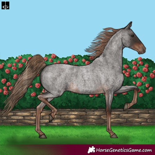 Horse Color:Liver Red Roan Rabicano 
