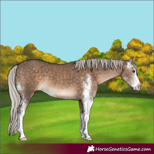 Horse Color:Silver Brown Dun Sabino 