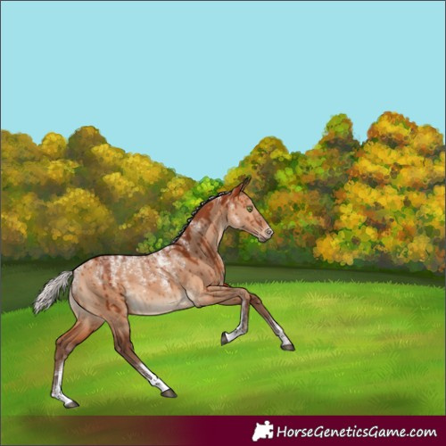 Horse Color:Powder White Silver Bay Dun Brindle 