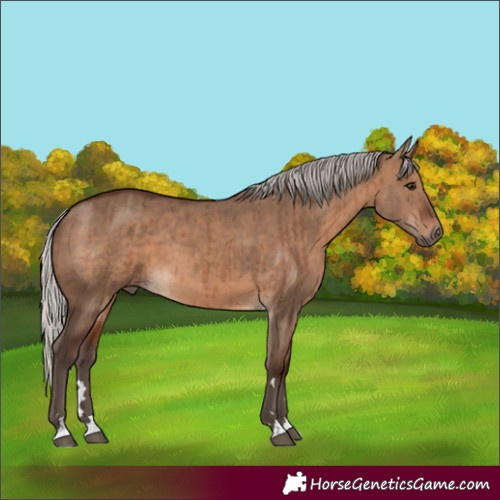 Horse Color:Silver Brown Dun Brindle 