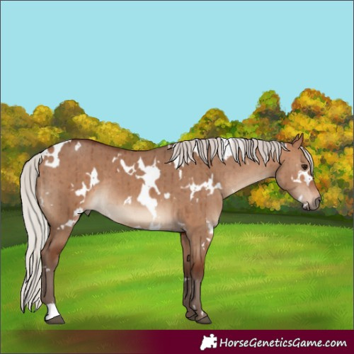 Horse Color:White Spotted Silver Bay Dun Brindle
