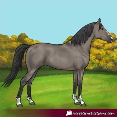 Horse Color:Grullo