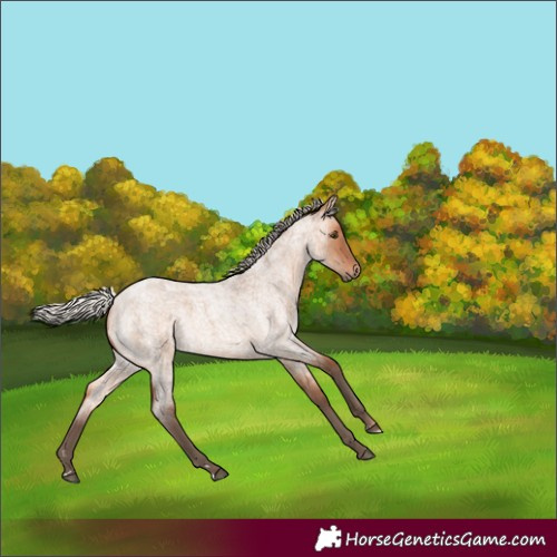Horse Color:Silver Bay Roan Dun 