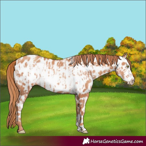 Horse Color:Gold Champagne Near Leopard and Gold Champagne Frame Near Leopard