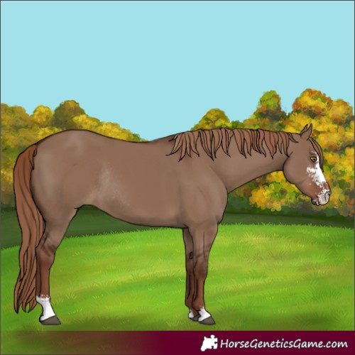 Horse Color:Liver Red Dun Sabino Rabicano 