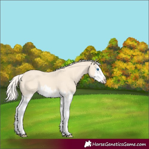 Horse Color:Cremello Splash  and Cremello Splash 