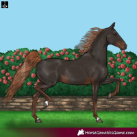 Horse Color:Liver Chestnut Rabicano 