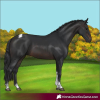 Horse Color:White Spotted Brown Tobiano Rabicano 