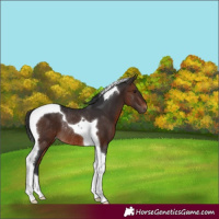 Horse Color:Brown Tobiano Rabicano 