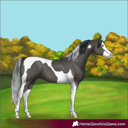 Horse Color:Black Splash Tobiano 