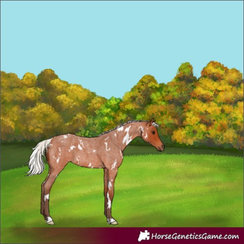Horse Color:White Spotted Silver Bay Roan 