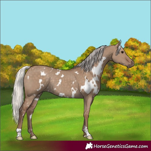 Horse Color:White Spotted Silver Grullo Rabicano 