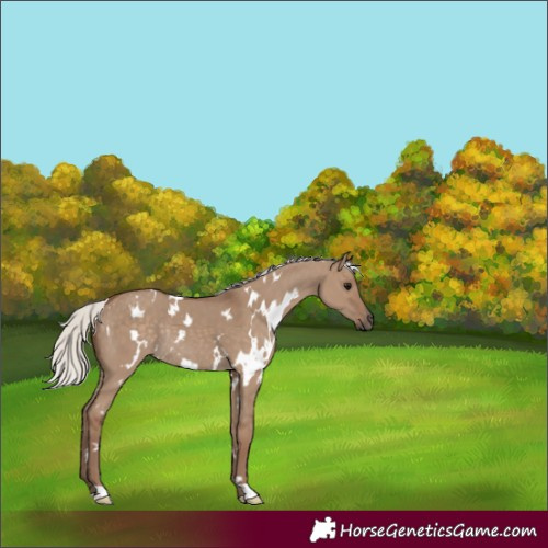 Horse Color:White Spotted Silver Grullo Rabicano