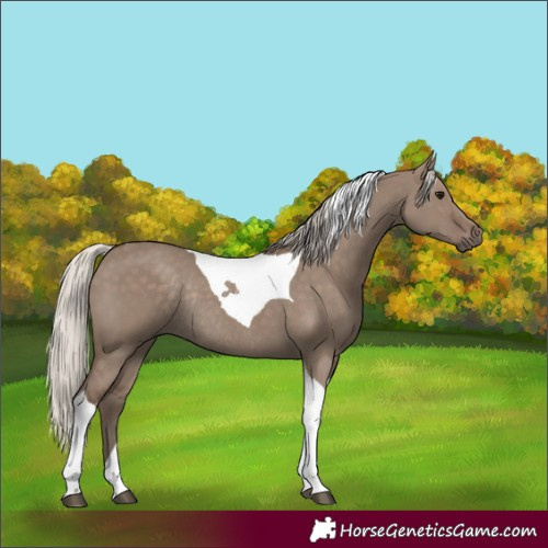 Horse Color:Silver Grullo Tobiano Rabicano 